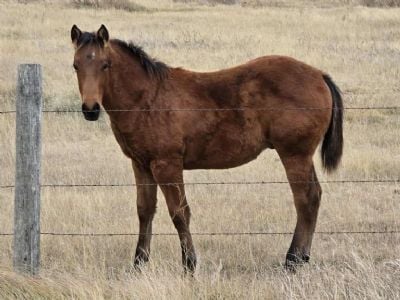 Paddys Gin Frodo JW <BR>AQHA 6420087